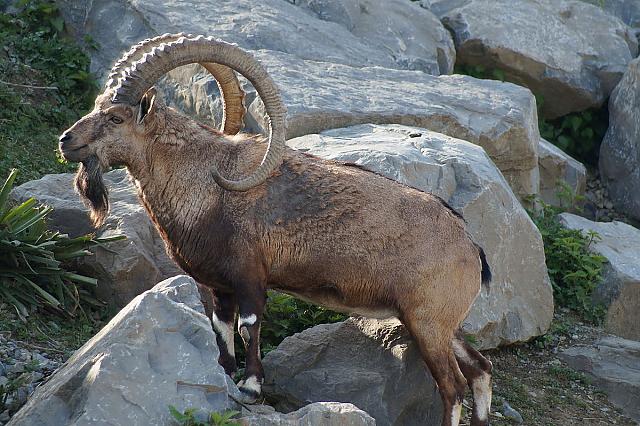 Steinbock